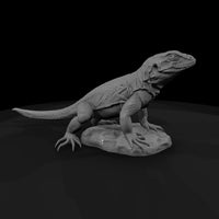 ww-0338-animal-collared-lizard — thumbnail 3
