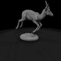 ant-238-springbok-male — thumbnail 3
