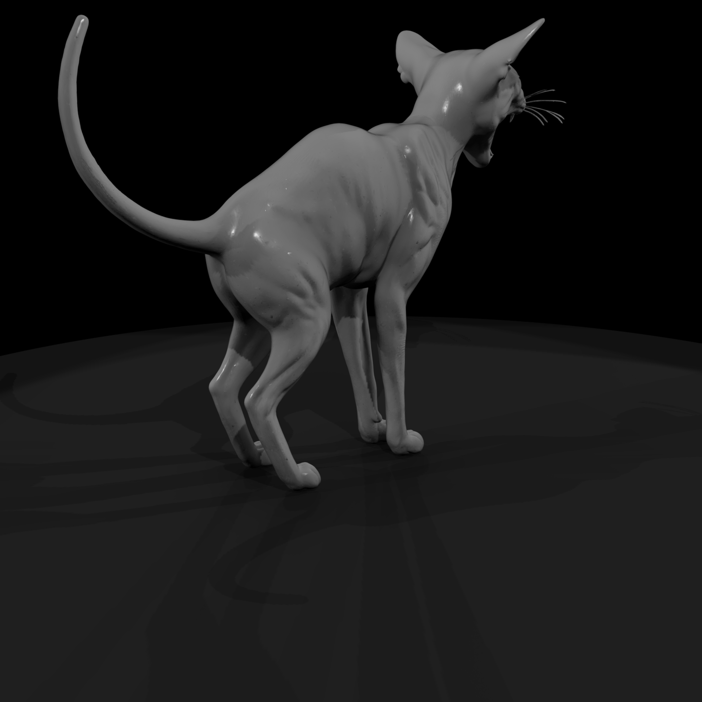 A Collection Of Housecats Oriental 5D71Ca8C Meshre