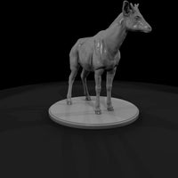 ant-250-okapi-male — thumbnail 3