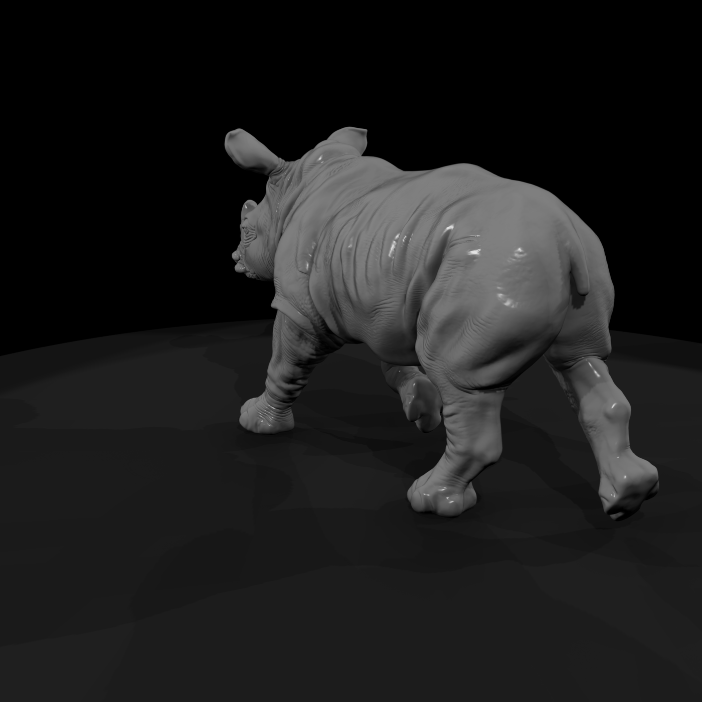 Young White Rhinoceros