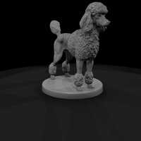 Standing Standard Poodle — thumbnail 5
