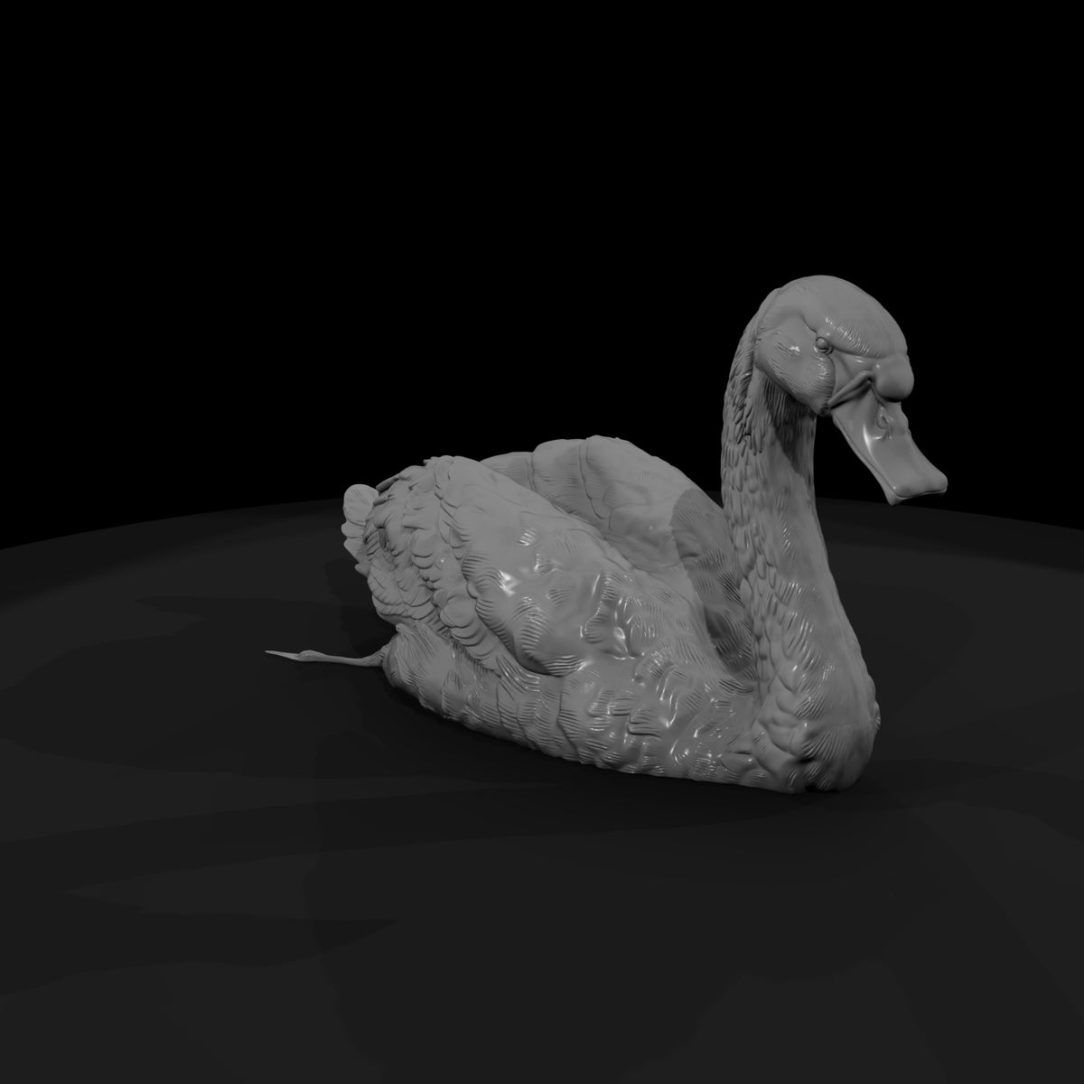 ant-122-mute-swan-female