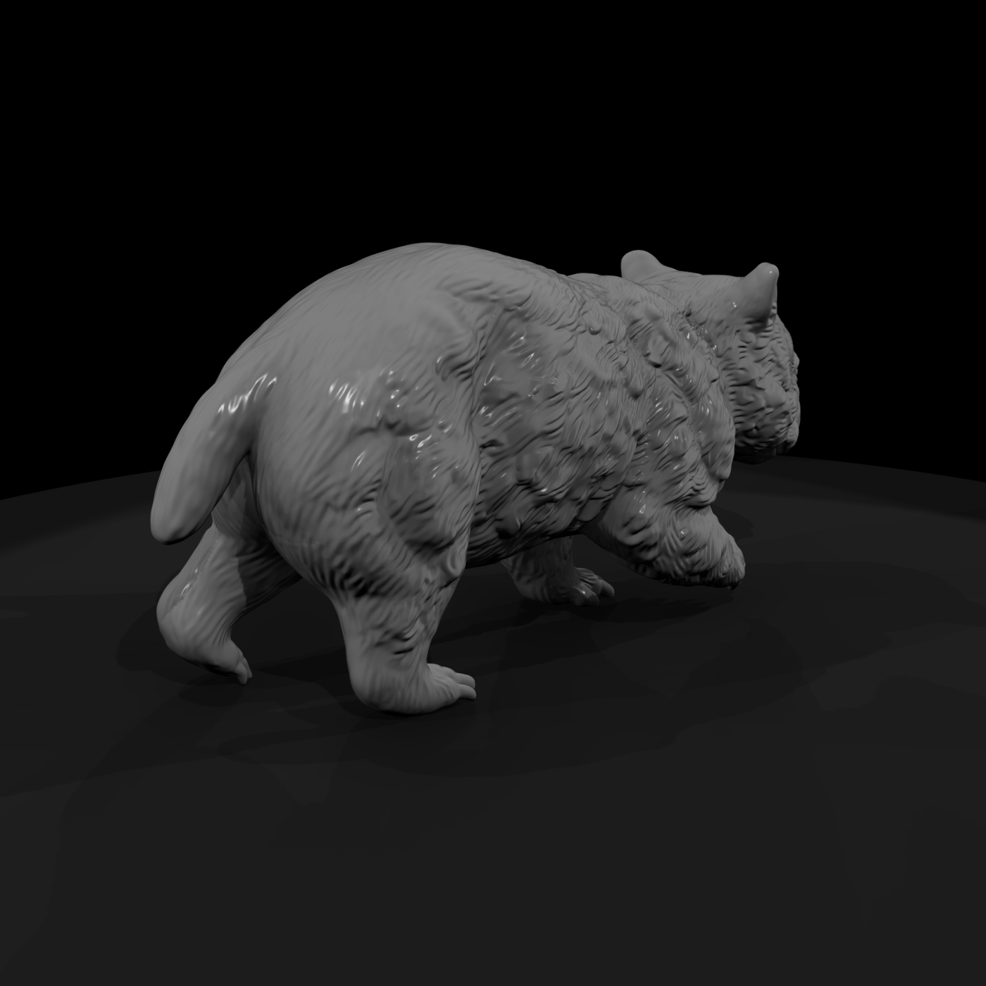 Young Wombat