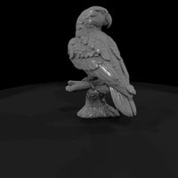 ant-134-eclectus-parrot-female — thumbnail 3