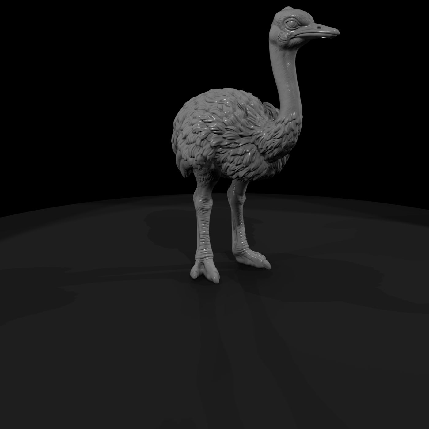 ant-084-ostrich-adolescent