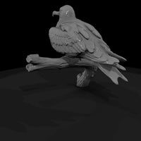 ant-137-frigatebird-female — thumbnail 3