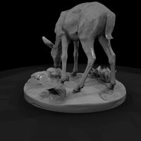 ant-236-thomson-s-gazelle-female — thumbnail 3
