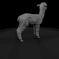ant-222-alpaca-adolescent — thumbnail 3