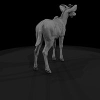 ant-069-greater-kudu-adolescent — thumbnail 3