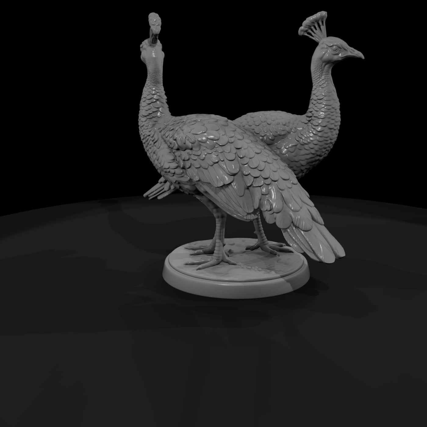 ant-087-indian-peafowl-adolescent