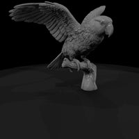ant-133-eclectus-parrot-male — thumbnail 3