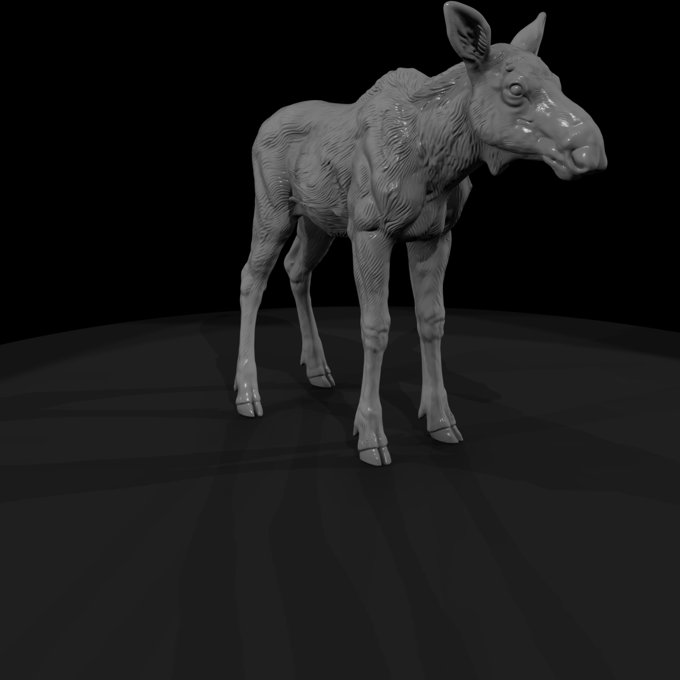 Ant 048 Moose Adolescent