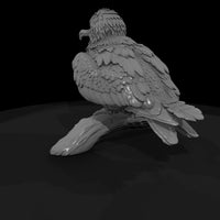 ant-138-frigatebird-adolescent — thumbnail 3