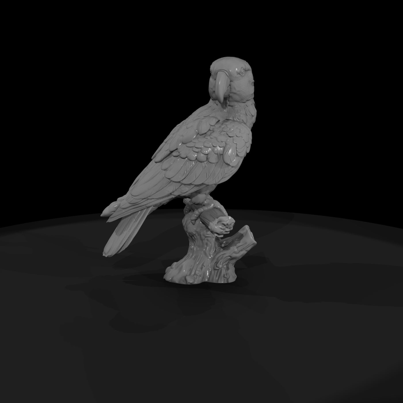 ant-134-eclectus-parrot-female