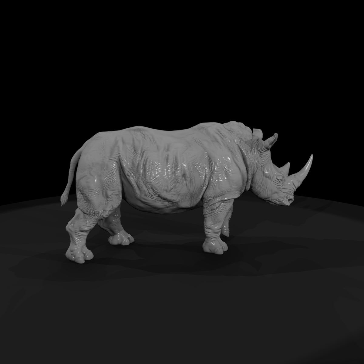 ant-032-white-rhinoceros-female