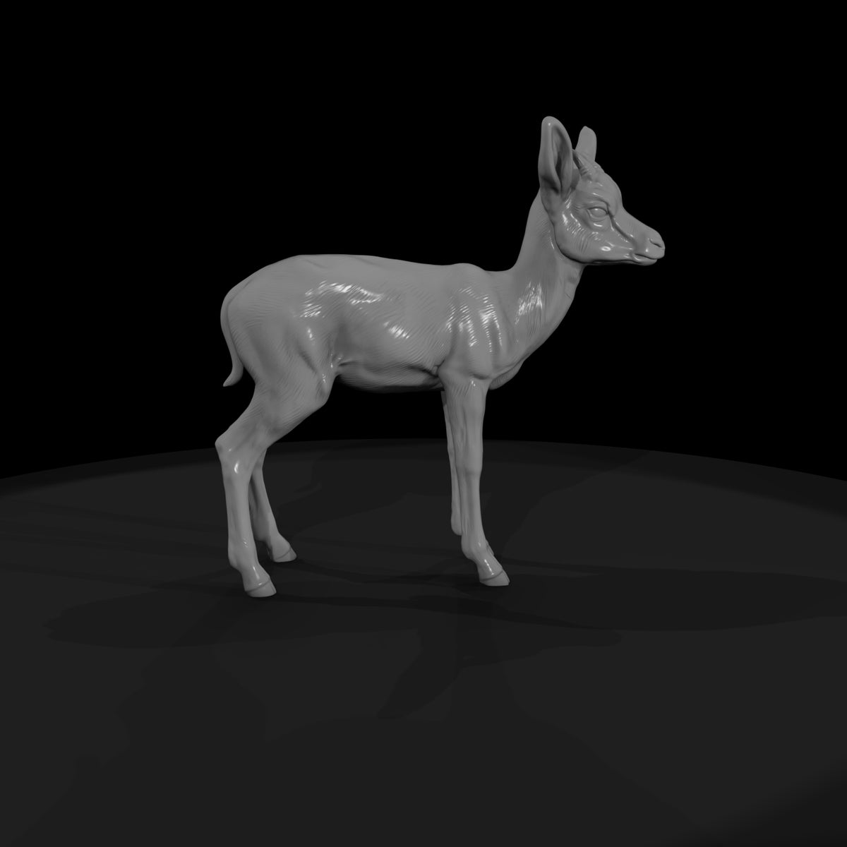 ant-240-springbok-adolescent