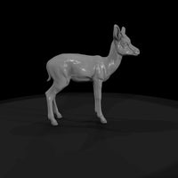 ant-240-springbok-adolescent — thumbnail 4