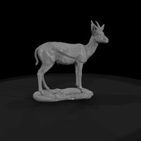 ant-239-springbok-female — thumbnail 4