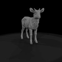 ant-249-waterbuck-adolescent — thumbnail 4
