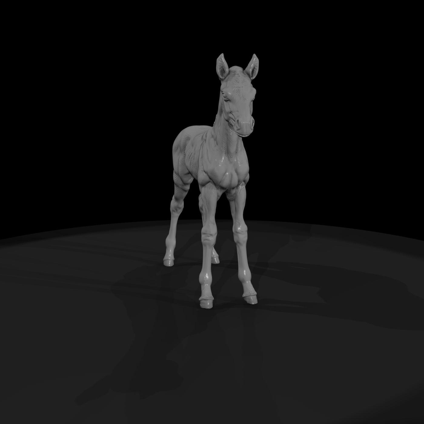 Ww 0289 Animal Foal