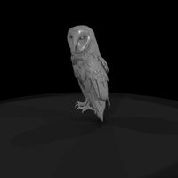 20260612-perched-barn-owl-adef489787 — thumbnail 4