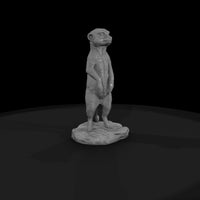 ant-190-meerkat-male — thumbnail 4