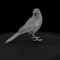 20260612-black-crow-bird-b98ca4224b — thumbnail 4