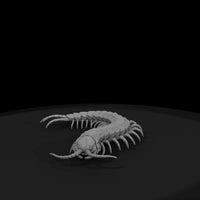 ww-0341-animal-giant-centipede — thumbnail 4