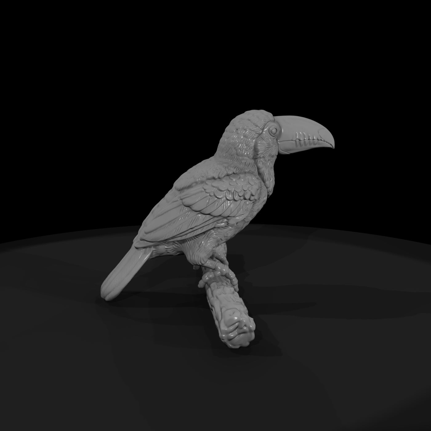 ant-288-toco-toucan-adolescent