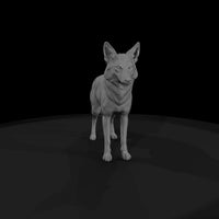 coyote — thumbnail 5