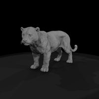 ant-151-jaguar-male — thumbnail 4