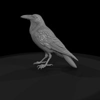 20260612-black-crow-bird-9e24e12319 — thumbnail 4