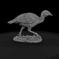 ant-102-wild-turkey-adolescent — thumbnail 4