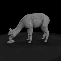 ant-221-alpaca-female — thumbnail 4