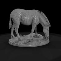 ant-029-plains-zebra-female — thumbnail 4
