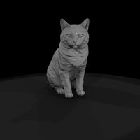 a-collection-of-housecats-manx-ab5ed3df-meshref — thumbnail 4