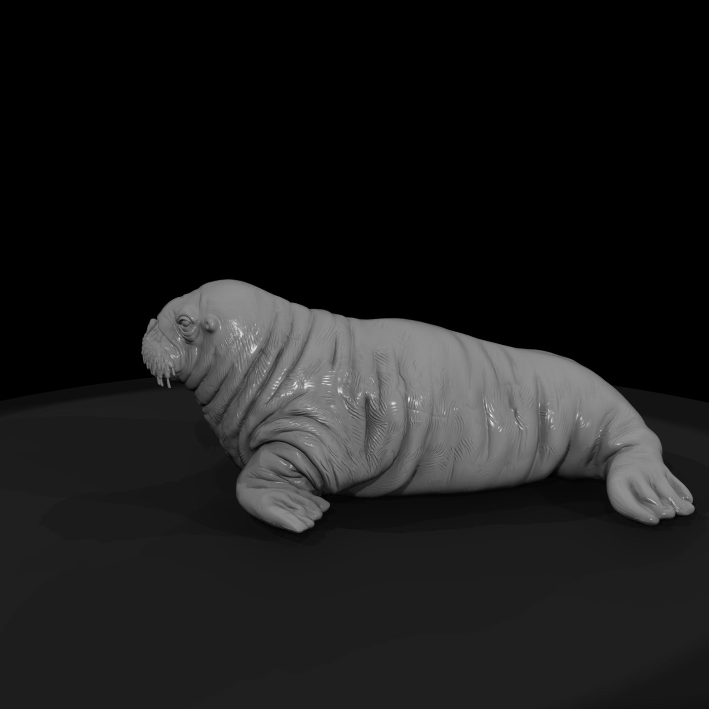 ant-144-walrus-adolescent