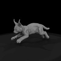 ant-165-caracal-adolescent — thumbnail 4