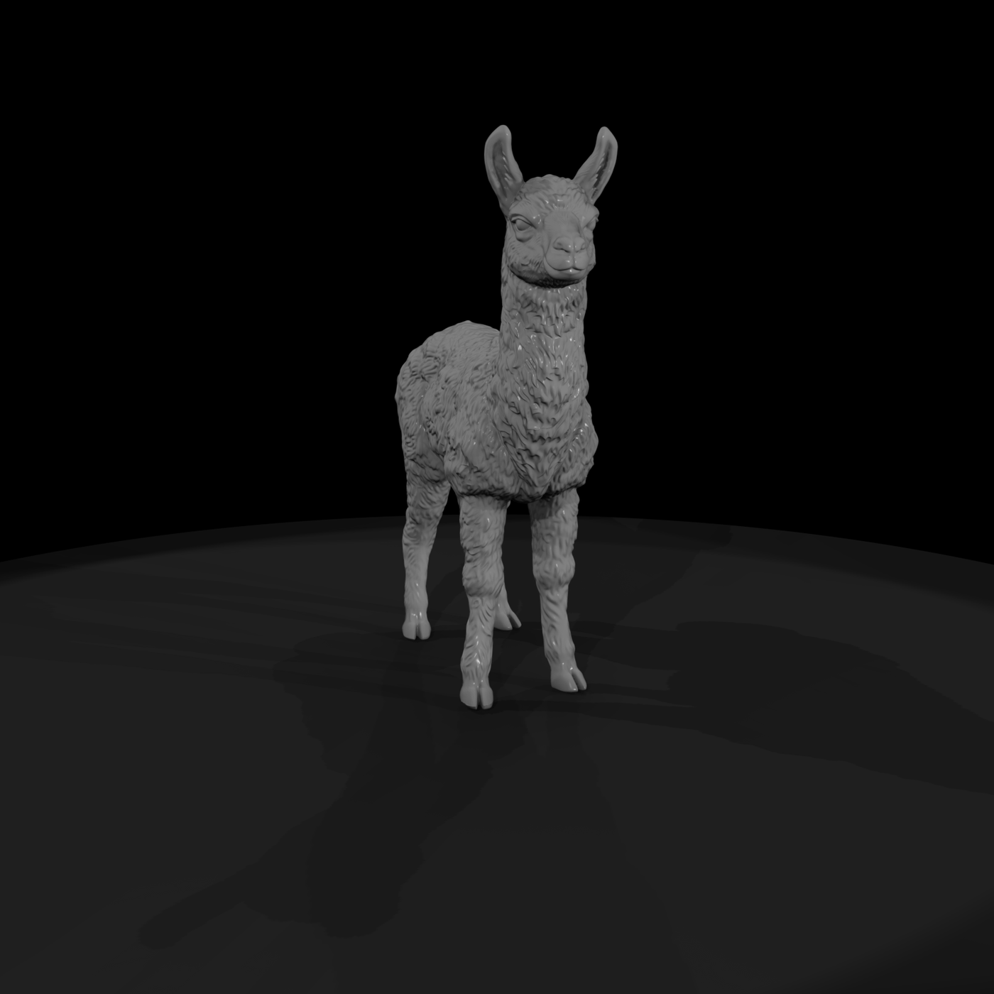 Young Llama