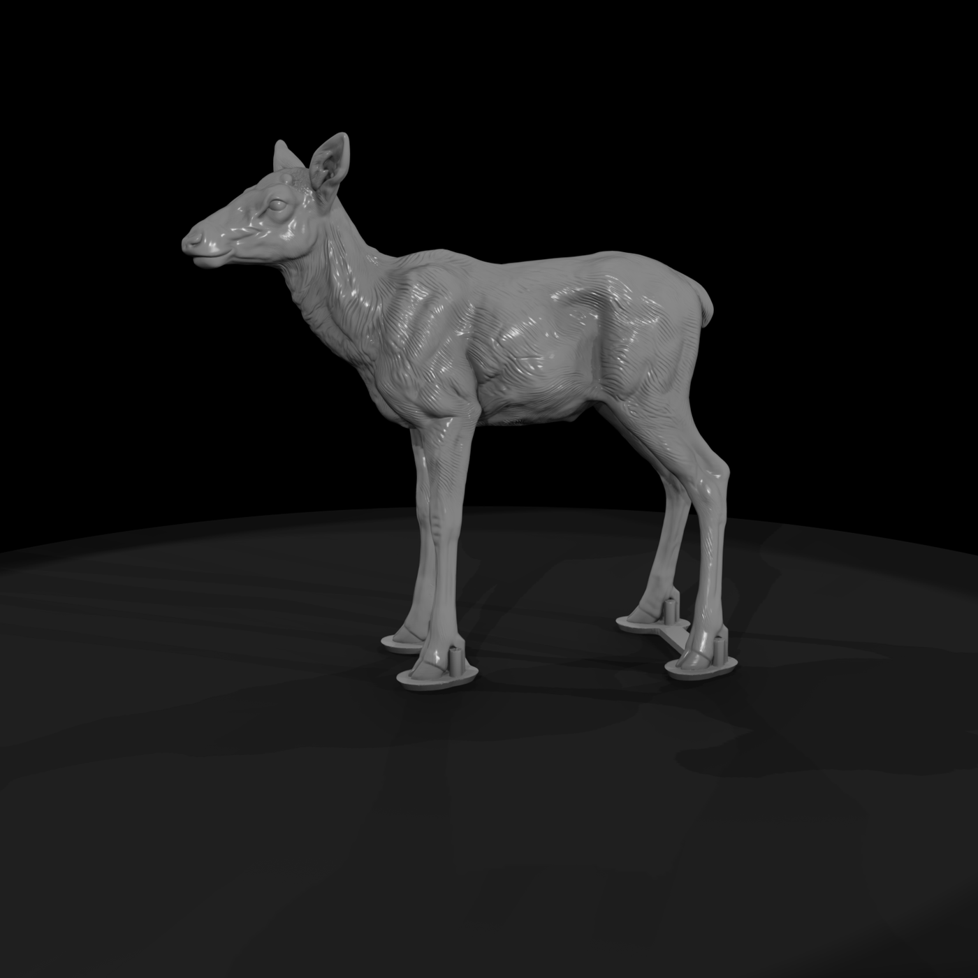 Young Elk Calf Standing