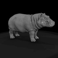 ant-036-hippopotamus-adolescent — thumbnail 4