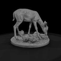 ant-236-thomson-s-gazelle-female — thumbnail 4