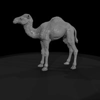 ant-216-dromedary-camel-adolescent-57b1e3 — thumbnail 4