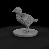 ant-099-ring-necked-pheasant-adolescent — thumbnail 4
