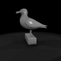 seagull — thumbnail 5