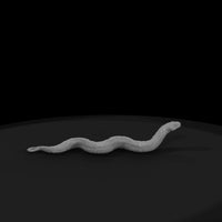ww-0333-animal-gopher-snake — thumbnail 4