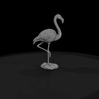 ant-127-greater-flamingo-male — thumbnail 4