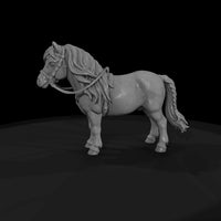 cir-132-animal-miniature-pony — thumbnail 4