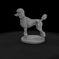 Standing Standard Poodle — thumbnail 6